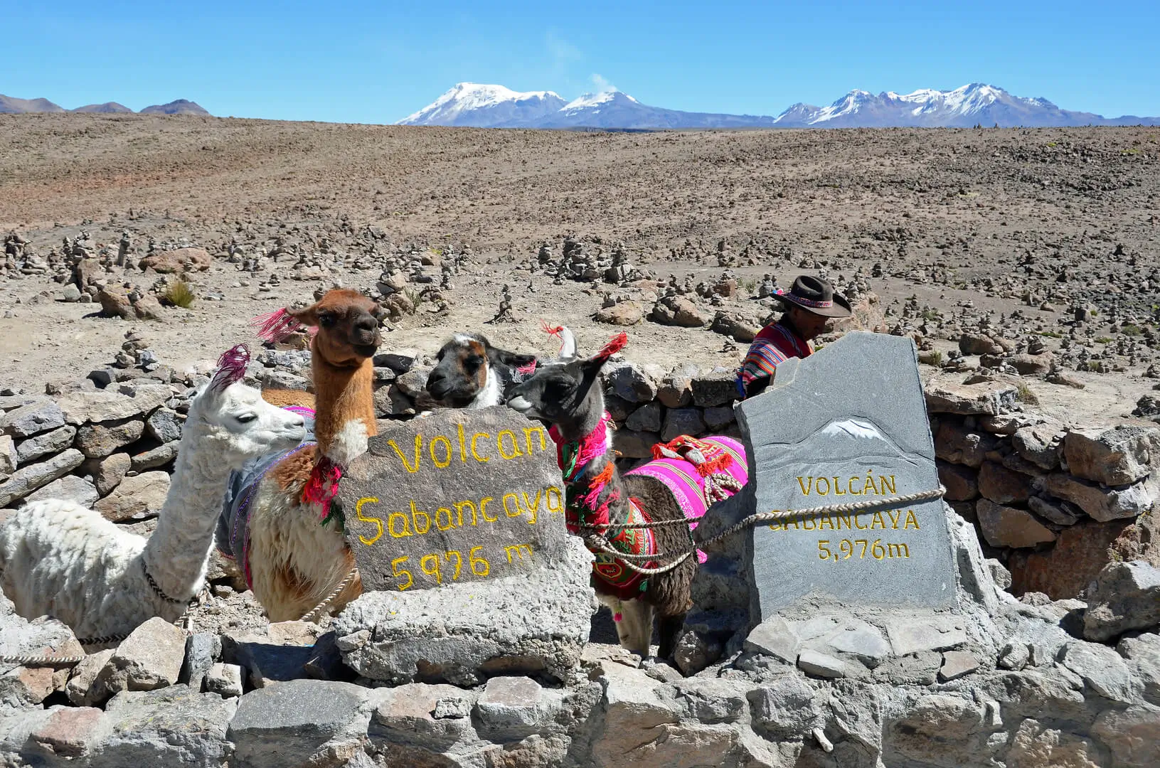 patapampa mirador llamas